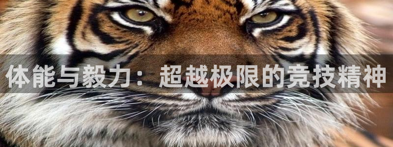 球速体育