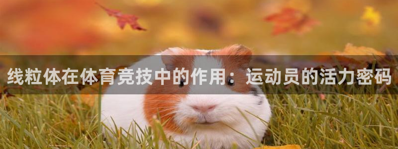 球速体育